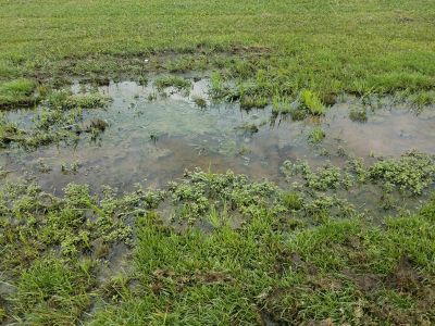 Puddle of stagnant water and overgrown grass indicating potential sewer line issues in a residential area.
